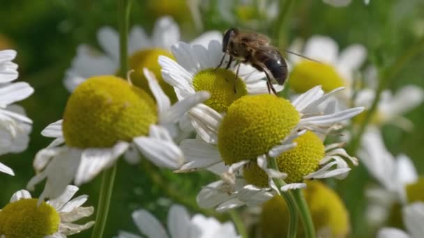 มาโกะของแมลงว นลอยคลานบนดอกคาโมไมล ขาวเพ นหาละอองเกสรท าทางโภชนาการว โอแมโคร แมลงและดอกไม — วีดีโอสต็อก
