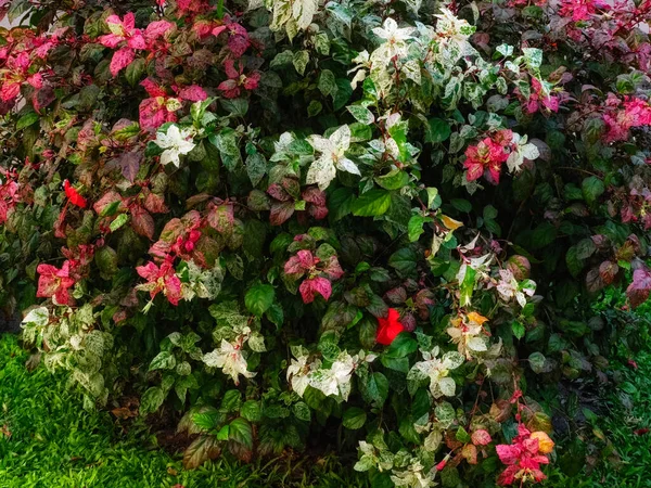 Hibiscus Çalısı Renkli Yapraklı Bir Bitki — Stok fotoğraf