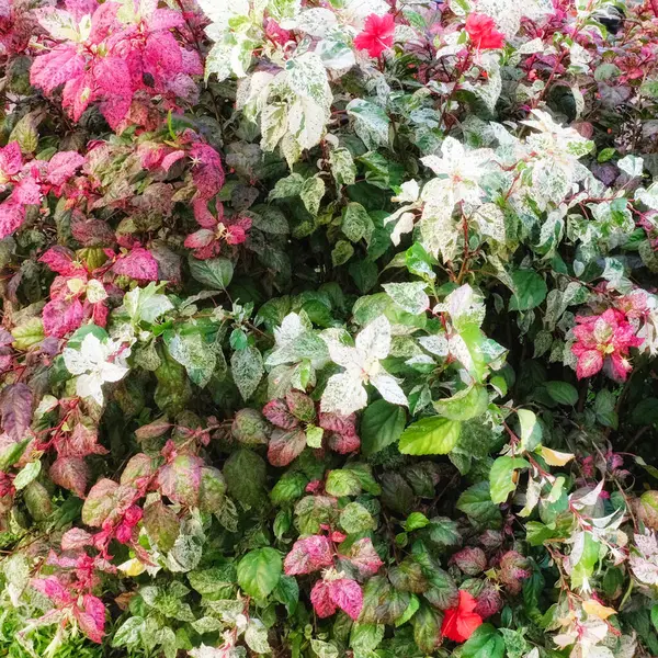 Canlı Yapraklar Yamyam Çalısı Renkli Beneklerle Süslenmiş Yaprakları Sergiler Canlı — Stok fotoğraf
