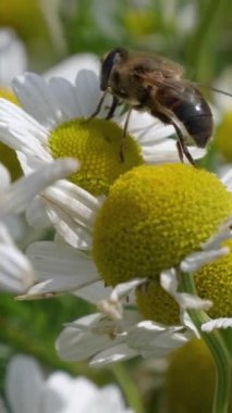Uçan sinek makro bir videoda beyaz bir papatya çiçeğinden polen toplar. Böcek ve bitki etkileşimi. Dikey video.