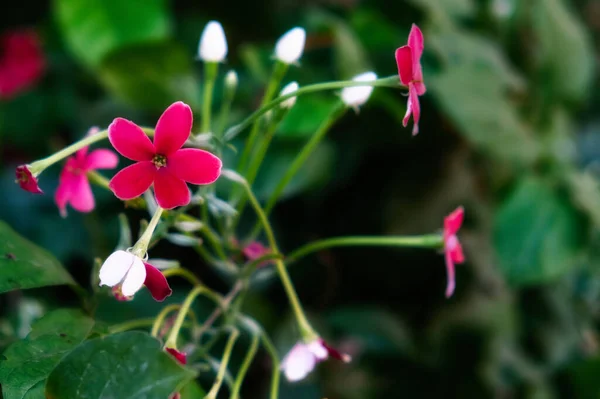 Μερικά Μικροσκοπικά Ροζ Λουλούδια Ένα Φυτό — Φωτογραφία Αρχείου