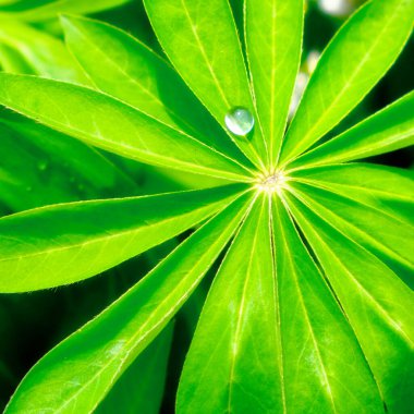 Lupin yaprağında büyük bir damla su..