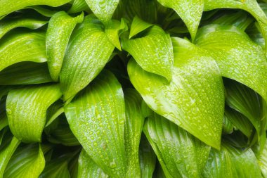 Yeşil bir yaprağın üzerindeki çiy damlaları. Arkaplan olarak nemli yaprak.