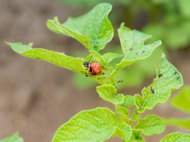Colorado patates böceği larvası patates yaprağında.