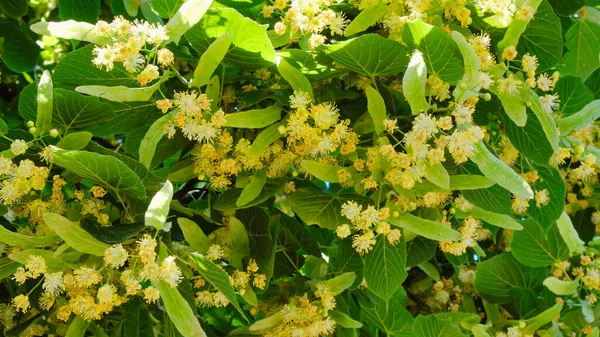 Flowers Linden Tree Branches Blooming Linden — Stock Photo, Image