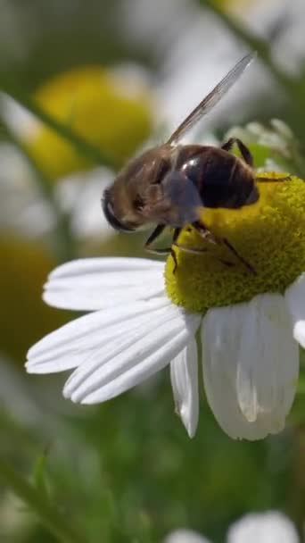 Hmyz Květiny Tomto Ohromujícím Makro Videu Vznášející Mouchy Bílém Heřmánku — Stock video