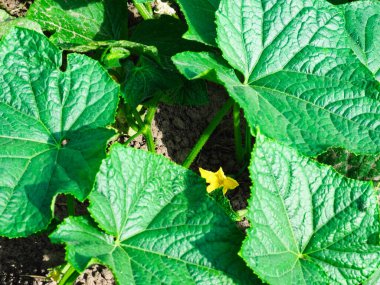 Bir salatalık çiçeği. Yurtiçinde yetişen salatalıkların kökleri..