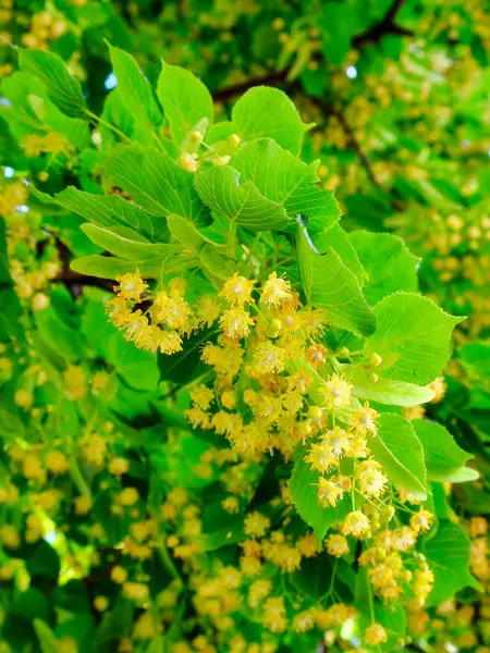 Flowers Linden Tree Branches Blooming Linden — Stock Photo, Image