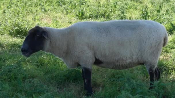 Одна Овца Суффолкской Породы Пасется Поле Тихо Жуя Пищу — стоковое видео