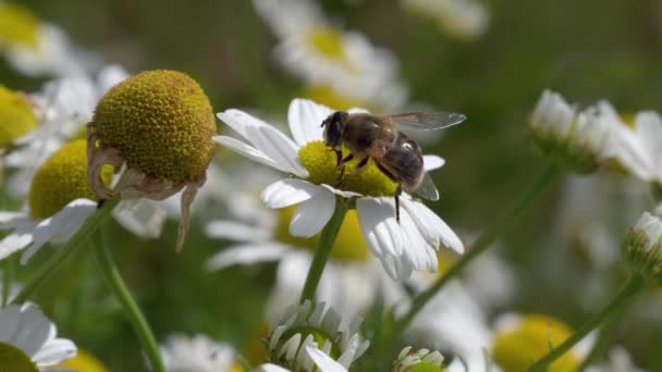 Hover Fly Carefully Crawls White Chamomile Flower Search Nourishment Captured — Stock Video