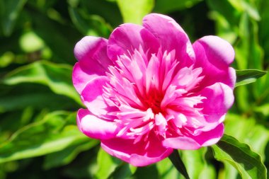 Büyük pembe şakayık. Pembe yapraklı çiçek..