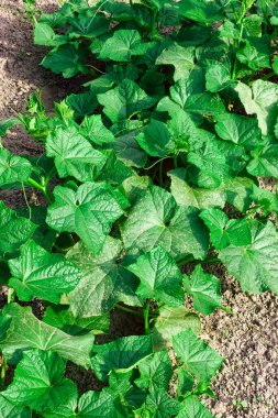 Sebze yatağında salatalık avcılığı. Ev yapımı sebzeler.