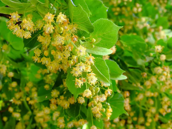 Flowers Linden Tree Close Blooming Linden — Stock Photo, Image