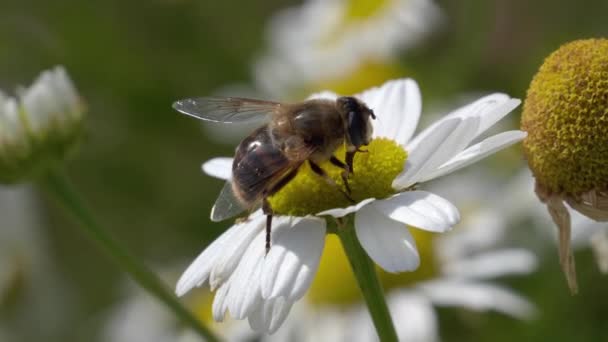 Çiçekler Böcekler Arasındaki Karmaşık Ilişkiyi Uçan Sineğin Beyaz Papatya Çiçeğindeki — Stok video