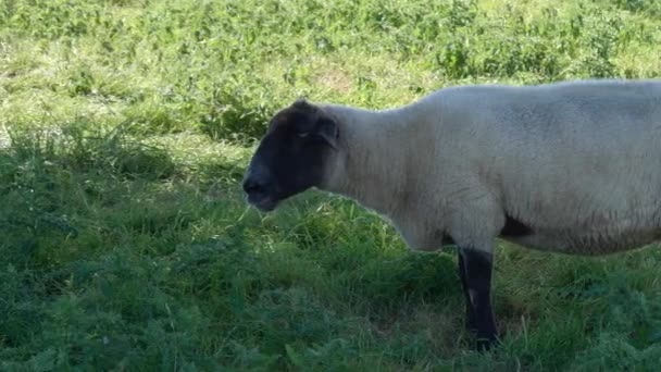 一只萨福克羊正站在草地上 愉快地咀嚼着它的食物 — 图库视频影像