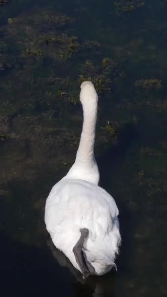 Único Cisne Branco Nada Serenamente Superfície Uma Lagoa Escura Vídeo — Vídeo de Stock