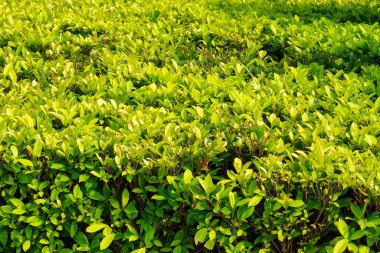 Yoğun yeşil yapraklı çalılar, doğal yapraklı arka plan..