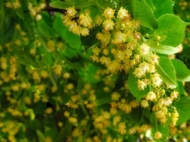 ıhlamur ağacı çiçekleri. Çiçek açan ıhlamur..