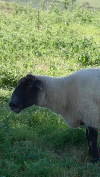 在一个安静的牧场里 一只孤独的萨福克羊正在吃着它的草食 垂直录像 — 图库视频影像
