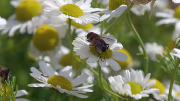 Свидетельствуйте Красоту Природы Вблизи Этим Макровидео Летающей Мухи Белом Цветке — стоковое видео