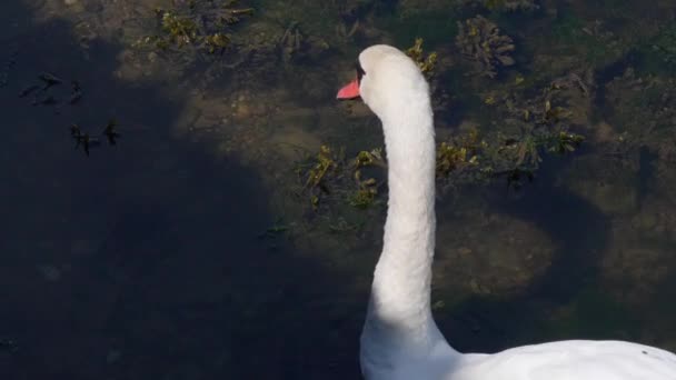 暗い池に向かって 大きな白い白鳥が穏やかに泳いでいる — ストック動画
