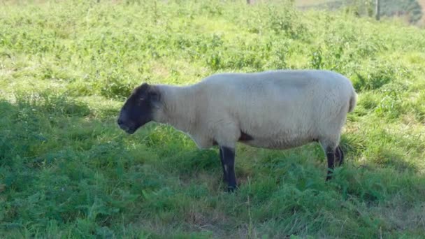 一只放牧的萨福克羊在宁静的田野里 一边吃一边享受着片刻的宁静 — 图库视频影像