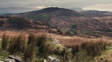 Sert sonbahar otları rüzgarda sallanıyor, arka planda County Kerry 'nin dağlık manzarası.