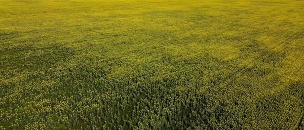 Εκπληκτική Ομορφιά Ενός Αγρού Γεμάτο Ηλιοτρόπια Ξεδιπλώνεται Από Μια Εναέρια — Φωτογραφία Αρχείου
