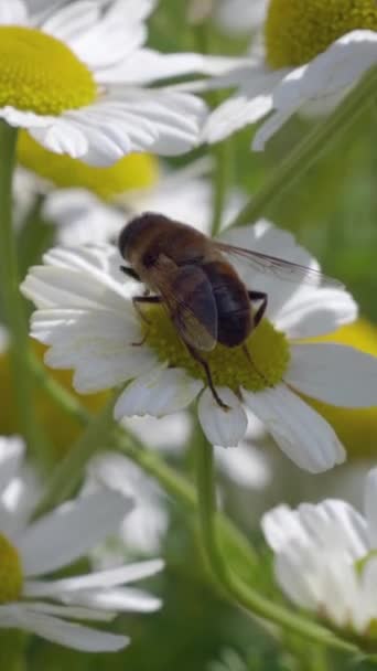 Beyaz Papatya Çiçeğinin Üzerinde Uçan Bir Sineğin Makro Videosu Böceklerin — Stok video