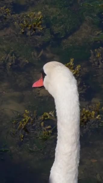 Güzel Beyaz Bir Kuğu Karanlık Bir Göletin Durgun Yüzeyinde Süzülür — Stok video