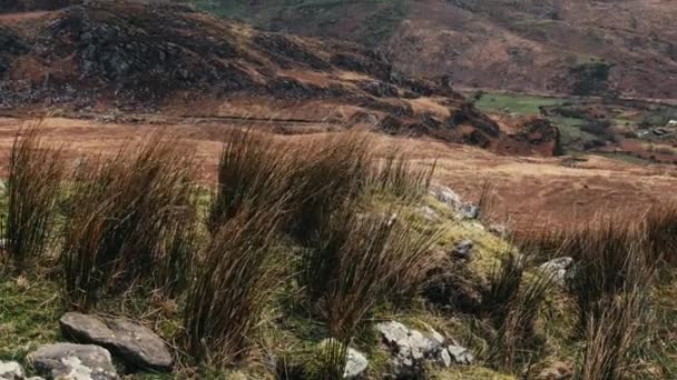 Sert Sonbahar Otları Rüzgarda Savruluyor Kerry Ilçesinin Dağlık Manzarası Arka — Stok video