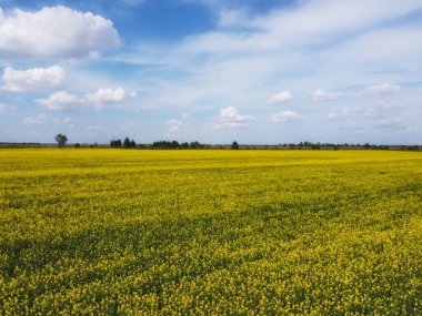 Mavi gökyüzünün altında resimli bir kolza tohumu tarlası. Çiçek açan kolza tohumu ile kaplı tarım arazisi, hava manzarası.
