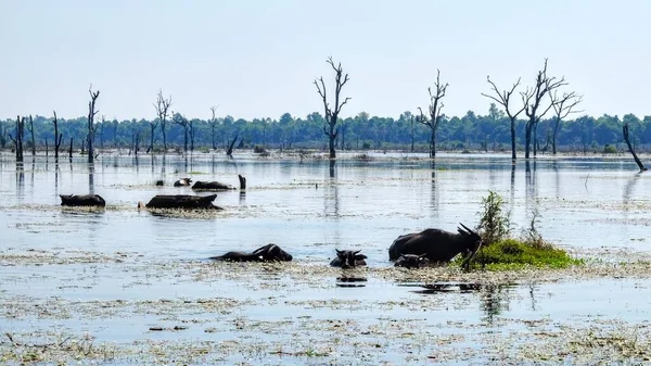 Fotografia Destacando Uma Orientação Paisagística Grupo Búfalos Aquáticos Lago Cambojano — Fotografia de Stock