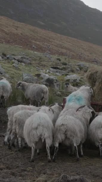 Облачную Погоду Шотландские Черномордые Овцы Собираются Вокруг Кормушки Поедая Сено — стоковое видео