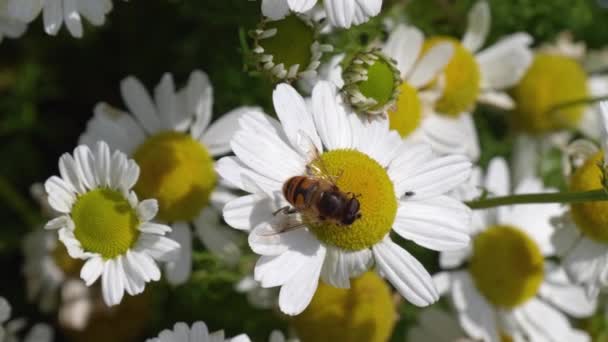 Böceklerin Çiçeklerin Dünyasını Keşfetmek Için Beyaz Papatya Çiçeğinin Üzerinde Uçan — Stok video
