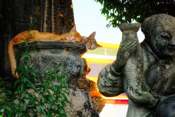 古代の石に眠っているかわいい赤い猫 — ストック写真