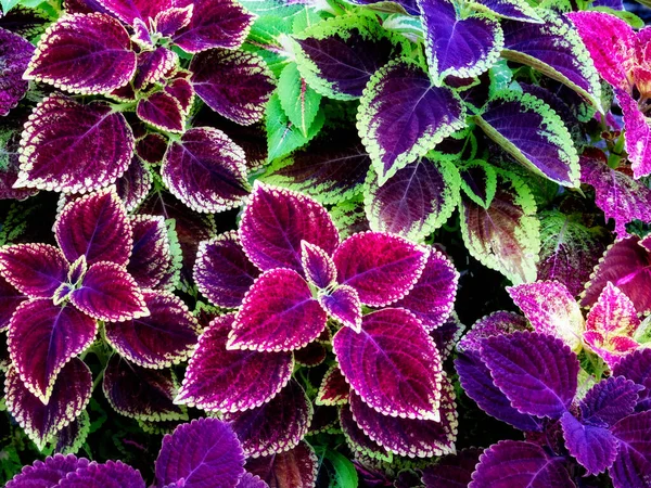 A group of coleus plants with purple leaves and green edges. The leaves have a velvety texture. The plants are in a garden or park, and the background is a mix of green and purple foliage.