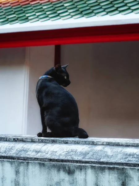 Egy Fekete Macska Kerítésen Macska Kék Gallért Visel Zöld Szeme — Stock Fotó