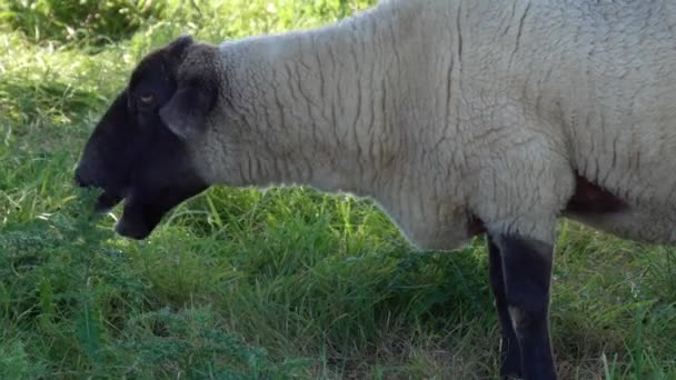 Bujnym Zielonym Polu Samotna Owca Suffolk Cieszy Się Spokojną Chwilą — Wideo stockowe