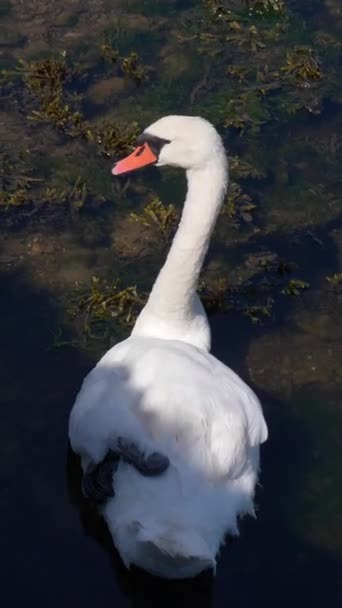 Estanque Tranquilo Solo Cisne Blanco Desplaza Tranquilamente Vídeo Vertical — Vídeo de stock