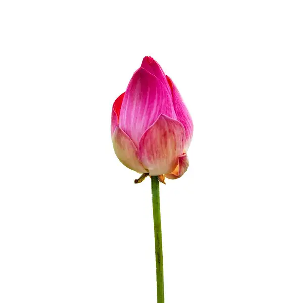 A close-up of a pink lotus flower bud. The lotus flower bud is closed and has not yet bloomed. The petals are a light pink color with darker pink stripes. The flower is on a green stem. Isolated.