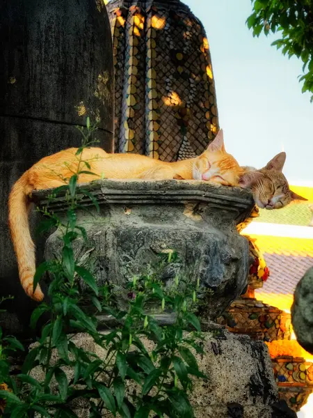 Kilka Uroczych Czerwonych Kotów Spoczywa Starej Kamiennej Urnie — Zdjęcie stockowe