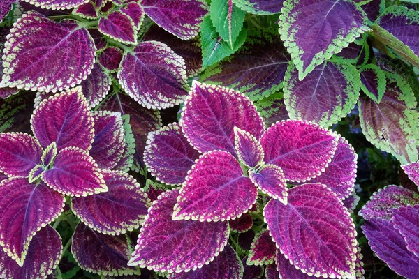 A group of coleus plants with purple leaves and green edges. The leaves have a velvety texture. The plants are in a garden or park, mix of green and purple foliage.