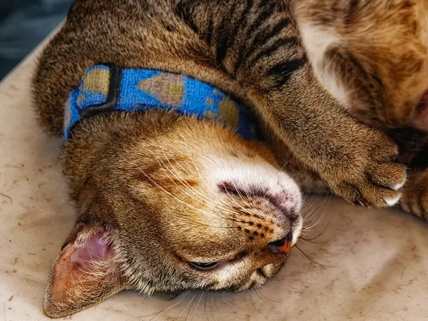 A close-up of a cat sleeping on its side. The cat is wearing a blue collar and is a tabby with brown and black stripes. The cat\'s head is resting on a white surface, and its eyes are closed.