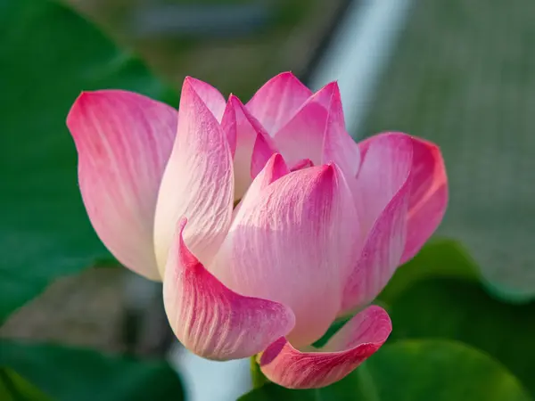 The image presents a close-up of a pink lotus flower in full bloom. The petals, soft pink with a white base.