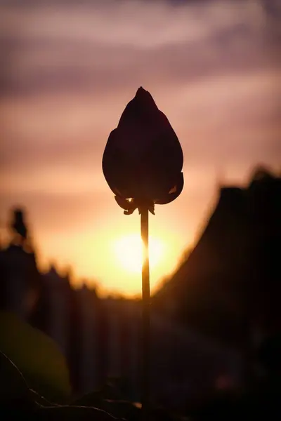 A flower bud silhouetted against a vibrant sunset, with a blurred cityscape in the backdrop.