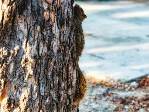 Esquilo Marrom Com Uma Cauda Arbustiva Está Subindo Tronco Árvore — Fotografia de Stock