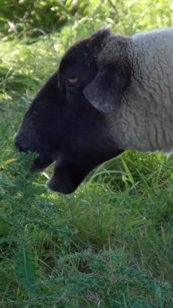 Samostatné Ovce Plemene Suffolk Pasou Trávě Klidné Pastvině Svislé Video — Stock video
