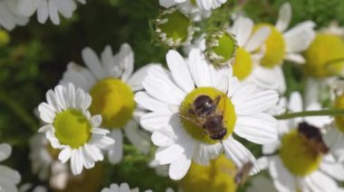 Böcekler ve çiçekler, beyaz bir papatya çiçeğinin üzerinde uçan sineğin bu makro videosunda mükemmel bir uyum içinde yakalanırlar..
