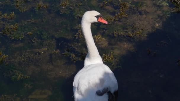 Een Witte Zwaan Drijft Majestueus Een Donkere Kalme Vijver — Stockvideo
